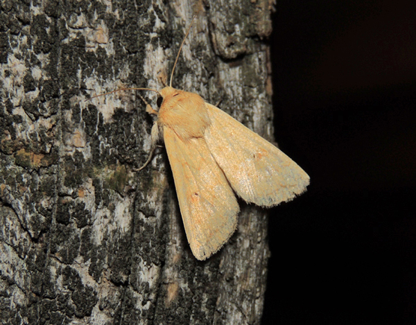 Mythimna vitellina Noctuidae